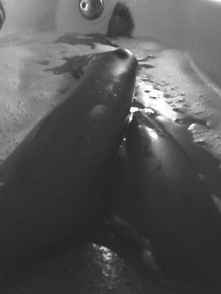 Selfie di una super figona mulatta