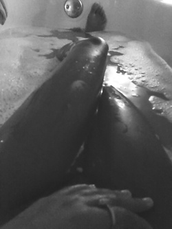 Selfie di una super figona mulatta