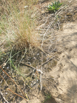 Al morto... Spiaggia nudista