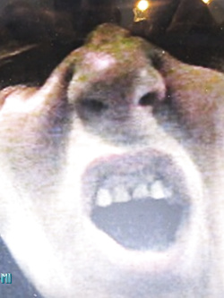 PORCHE DI TUTTI I GIORNI