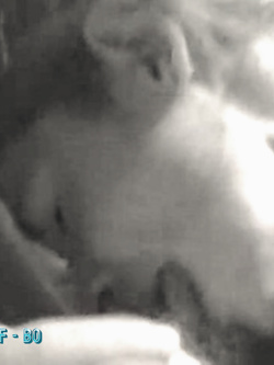 PORCHE DI TUTTI I GIORNI